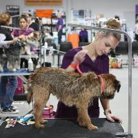 British Dog Grooming Championships