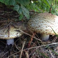 Banstead Foraging Courses with wild food uk