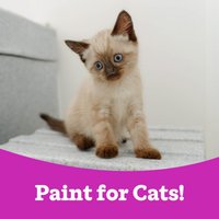 Paint for Cats! Painting workshop at Norwich High School For Girls