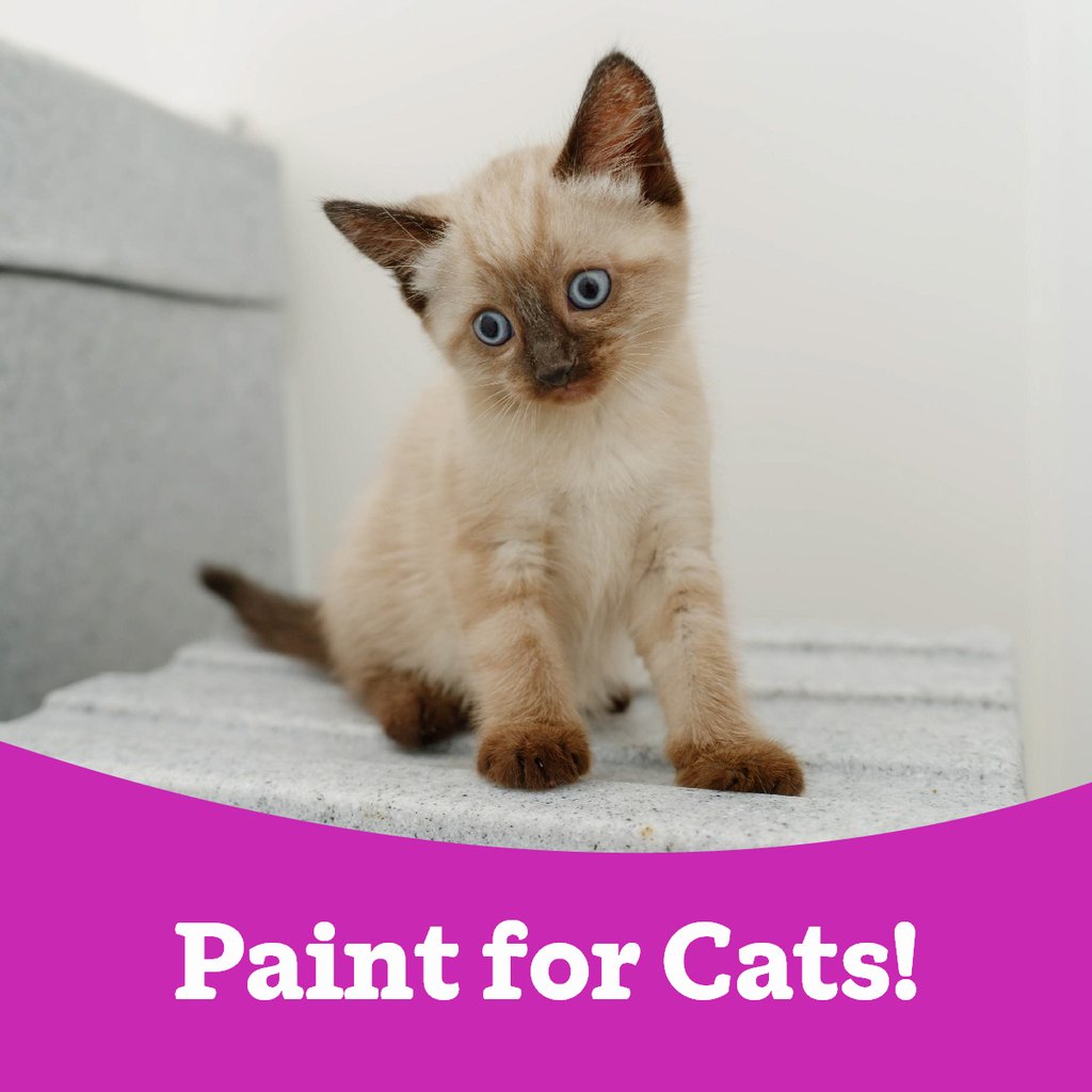 Paint for Cats! Painting workshop