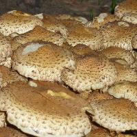 Fungal Foray at Shuttleworth