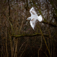 Wildlife Photography - Birds in Flight (Aug) at WWT London Wetland Centre