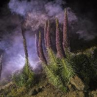 International Garden Photographer of the Year Exhibition