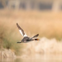 From Observation to Story: Photographing Wildlife Behaviour at WWT London Wetland Centre