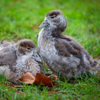 Wildlife Photography - New Life at WWT London Wetland Centre