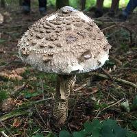 Cambridgeshire Mushroom & Wild Food Foraging and Cookery Course at Hinchingbrooke Country Park
