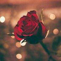 Valentine’s Dinner with Live Music from Briar Rouge