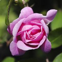 Talk: A History of the Rose, with Cultivation and Selection