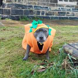 Zombie Walkies