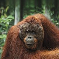 Wilderland Wildlife Film Festival