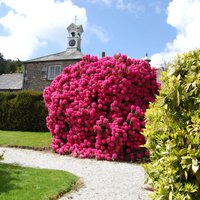Explore Trevince Gardens at Trevince