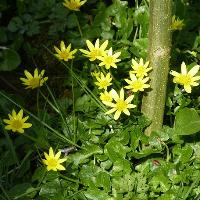 Guided Walk: Spring Flowers