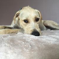 Gala Dinner Dance & Disco in aid of Care Dog Rescue