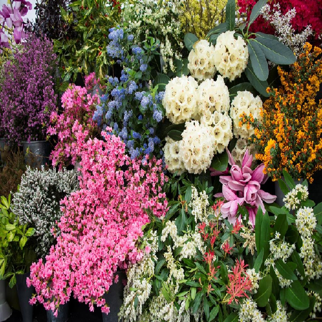 Cornwall Garden Society Spring Flower Show