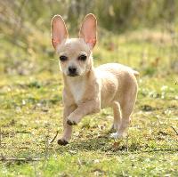 Have a “paw-esome” family day out with Natures Menu at DogFest!
