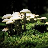Fungi Festival Manchester