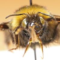 Bug & Invertebrate Collection at Tullie House Museum Art Gallery