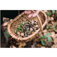 London & Essex Forage and Feast, Lee Valley Park
