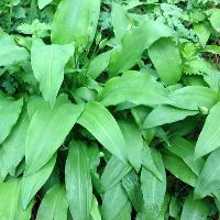 The Weir Garden Spring Foraging Course at The Weir Garden