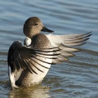 Migration walk with a warden