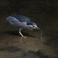 Wildlife of the World photography exhibition