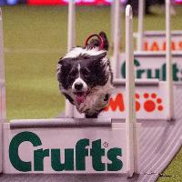 Crufts 2020 at Birmingham NEC