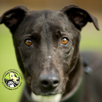 Cheltenham Animal Shelter Open Day