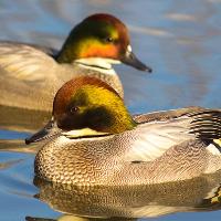 Wildlife Photography: Intermediate skills at WWT London Wetland Centre