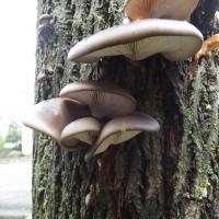 Foraging Courses at Bute Park, Cardiff with Wild Food UK at Bute Park