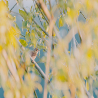The Nightingale: Sam Lee in conversation with Patrick Barkham at Virtual Event