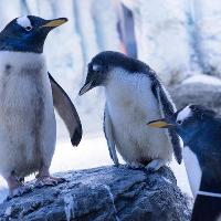 Enjoy a Penguin’s First Christmas at SEA LIFE London