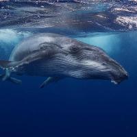 love4whales Evening