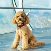 Dogs on the Pod at British Airways i360 Viewing Tower at British Airways I360
