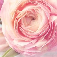 Mothering Sunday Lunch