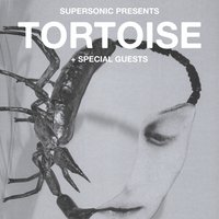 Tortoise