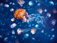 Sea Life + Legoland Discovery Centre Birmingham + Cadbury World at Sea Life 