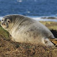Café Science Dundee: How is Pollution affecting Scottish Seals?