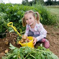 Annual Potato Shindig gets underway at Willows Activity Farm