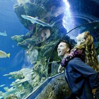 Six spectacular reasons to visit SEA LIFE London this summer…