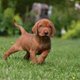 Puppy Yoga Event Title Pic