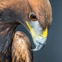 An Evening with Eagles