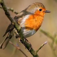 Bird box making & woodland walk