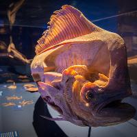 Sea Creatures: Life Beneath The Ocean at Royal Highland Centre
