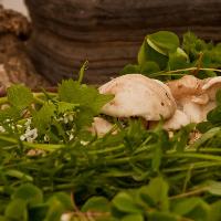 Warlingham Forgaing Courses with wild food uk at The Harrow Inn