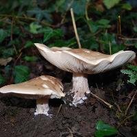 Tilgate Park Autumn Foraging Course at Tilgate Park