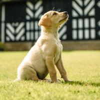 8th Annual Fun Dog Show at Samlesbury Hall
