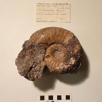 Cumbria's Lost Worlds (Family Friendly Option) at Tullie House Museum Art Gallery