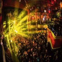 Antics at KOKO