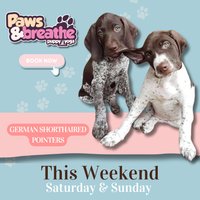 Puppy yoga Birmingham at Malacuna Birmingham