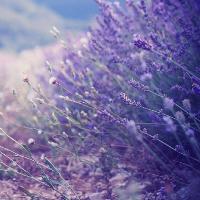 Ladies in Lavender at Bolton Little Theatre